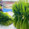 thu-hoạch-đòng-đòng-ngâm-rượu-2
